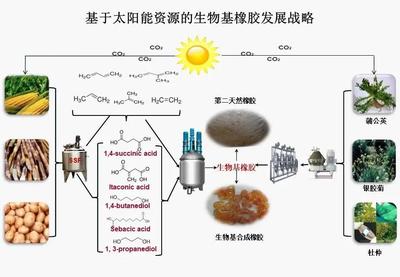 北京化工大學(xué)引領(lǐng)生物基橡膠材料研發(fā)，國(guó)家重點(diǎn)研發(fā)計(jì)劃項(xiàng)目順利通過績(jī)效評(píng)價(jià)